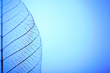 Papier peint photo Nervures de feuilles Skeleton leaf on blue background, close up  © Africa Studio