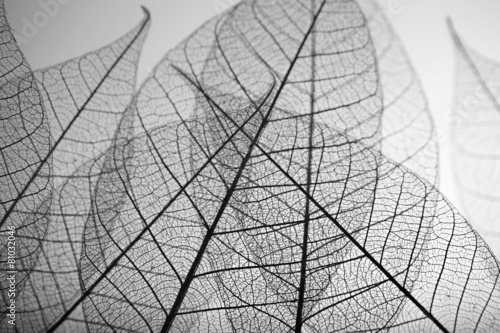Skeleton leaves on grey background, close up #81032046