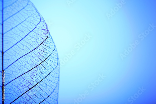 Obraz Zredukowany liść na błękitnym tle, zamyka up