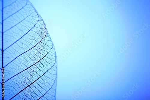 Obraz Zredukowany liść na błękitnym tle, zamyka up