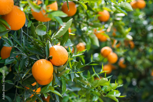 Fototapet Orange trees with ripe fruits