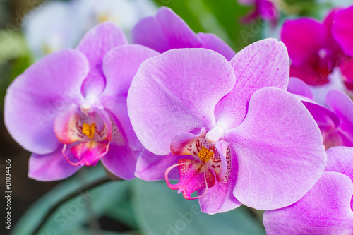 Bouquet of flowers orchids.