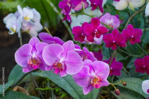 Different types of orchids