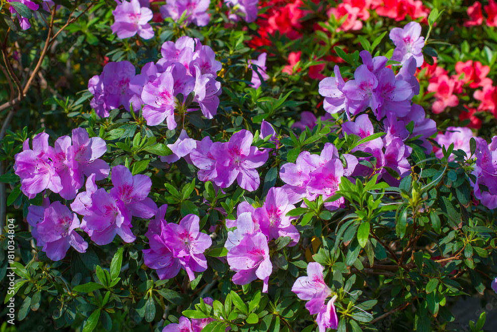 Huge blooming azalea bush.