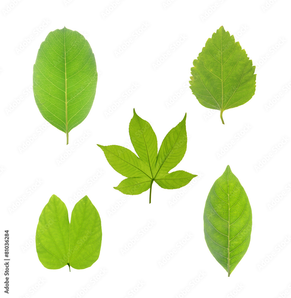 green leaves isolated on white background green leaves isolated on white background