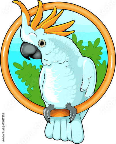 cockatoo