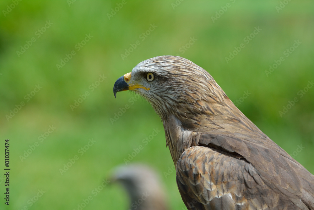 Fototapeta premium Bussard