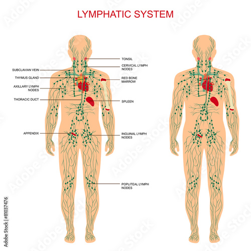 human anatomy, lymphatic system, medical lymph nodes photo