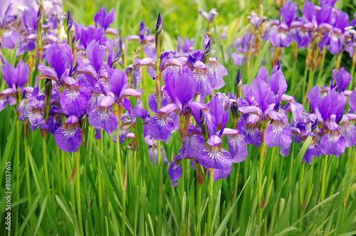 Fototapeta Naklejka Na Ścianę i Meble -  Irises