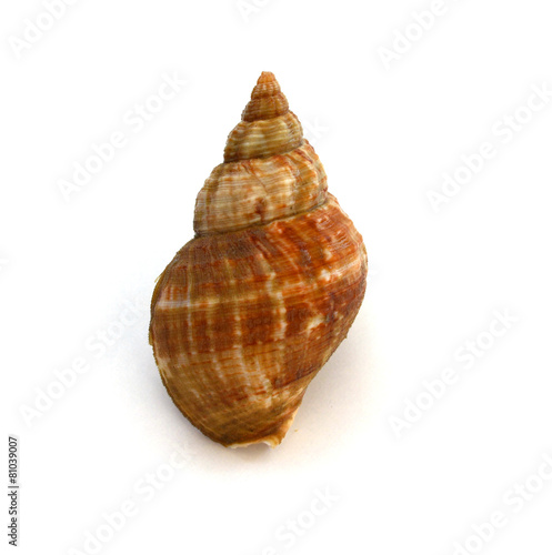 bulot, buccin, sur fond blanc