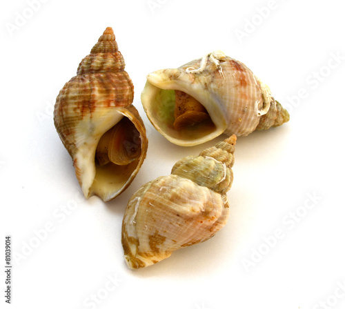 plusieurs bulot, buccin, cuits sur fond blanc