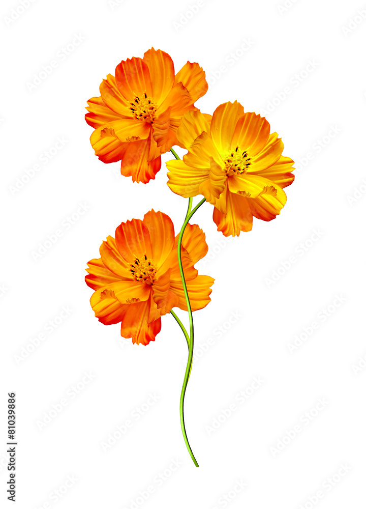 Cosmos flowers isolated on white background Cosmos flowers isolated on white background
