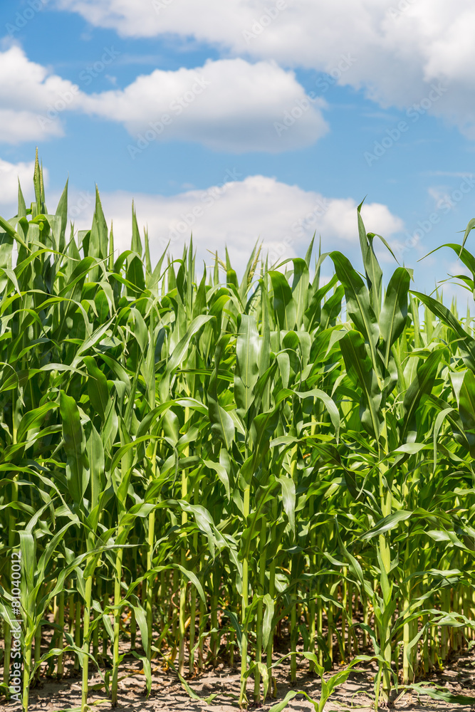 Green corn field Green corn field