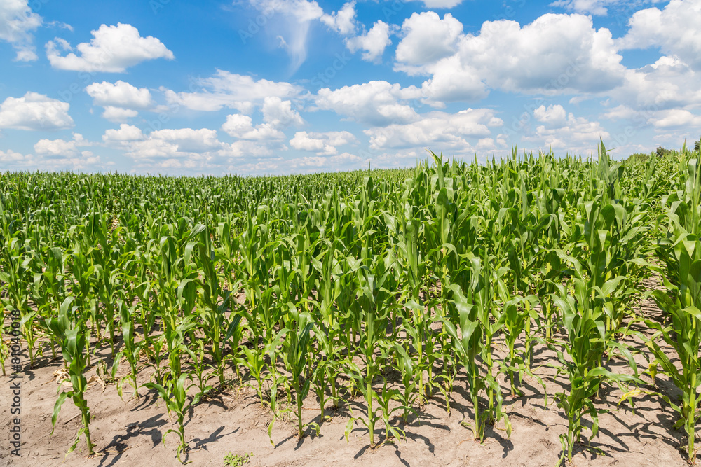 Green corn field