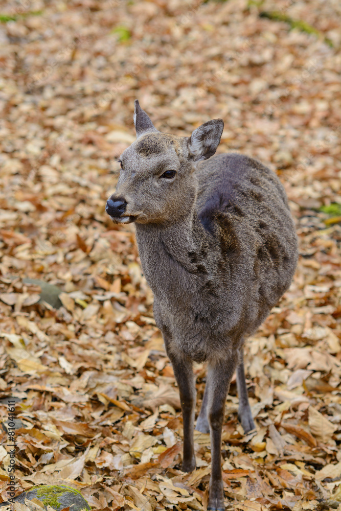 Fototapeta premium 鹿