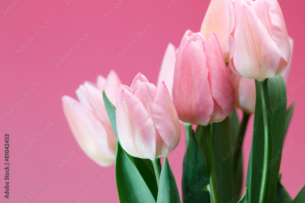 Fototapeta premium チューリップ
