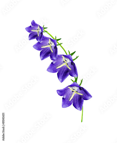 bell flower isolated on white background