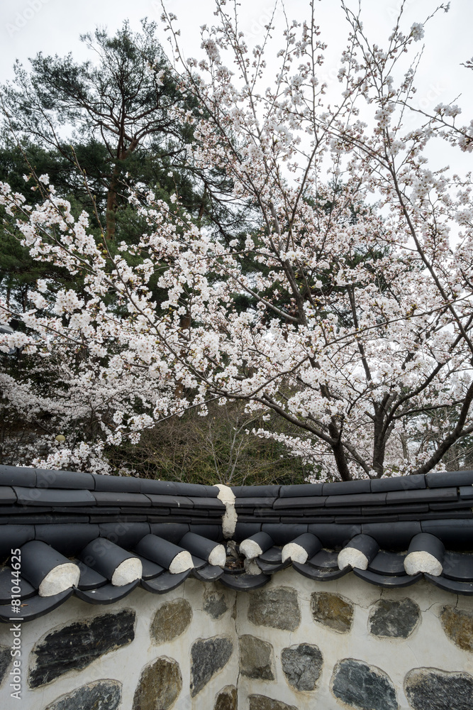 cherry blossom in traditional korean house