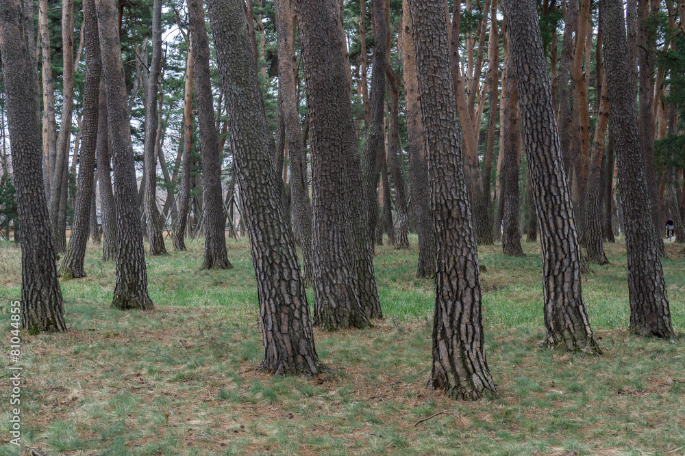 Pine tree forest in gangneung, south korea. Pine tree forest in gangneung, south korea.
