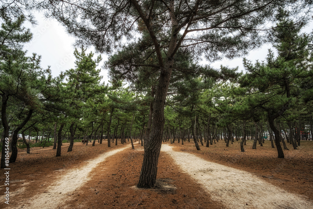 Fototapeta premium Pine tree forest