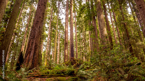 Redwood Forest photo