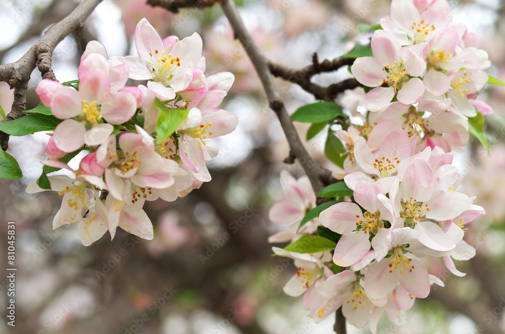 Obraz premium Spring leaf of apple