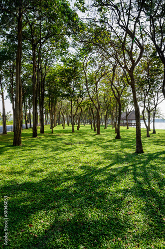 Fototapeta Naklejka Na Ścianę i Meble -  grass and tree with shadow in a park beside the lake