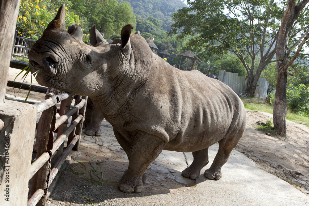 Obraz premium African black rhinoceros