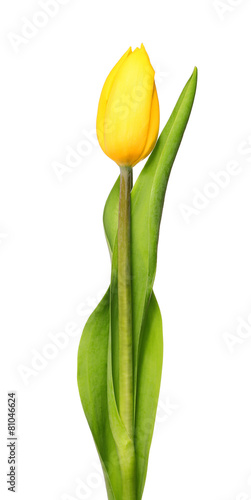 one yellow tulips isolated on white background.