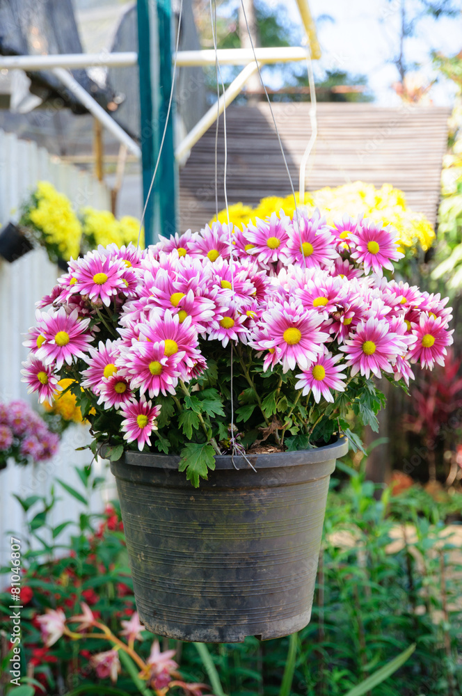 Colorful flower on basket hang on stacking