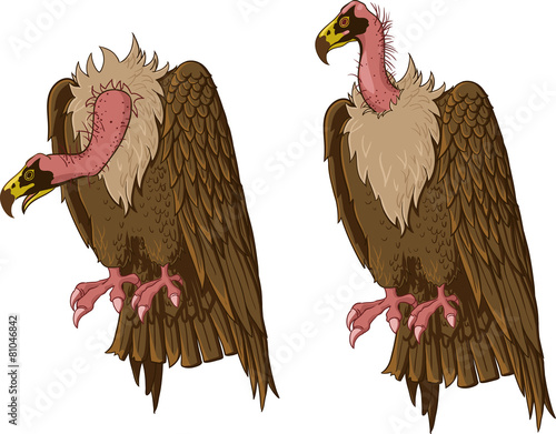 vulture