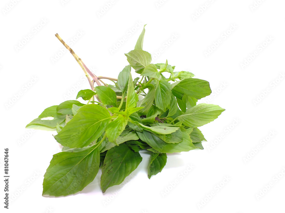 Obraz premium fresh basil leaves isolated on white background