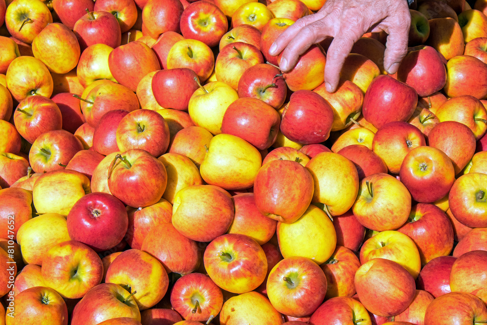 Many red apples for sale at a market Many red apples for sale at a market