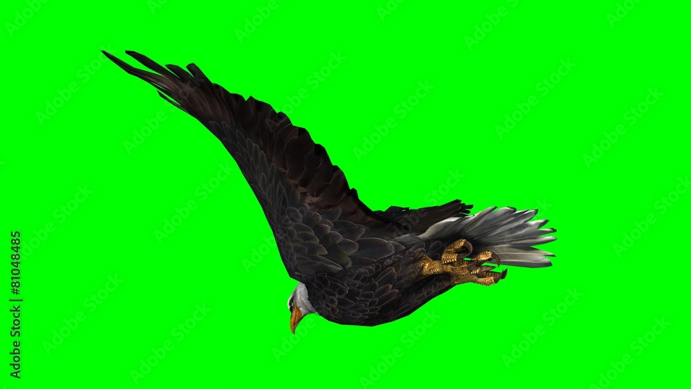 Obraz premium Bald Eagle in fly separated on green screen