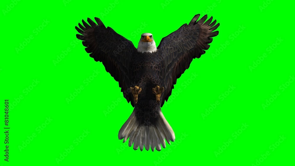 Obraz premium Bald Eagle in fly separated on green screen