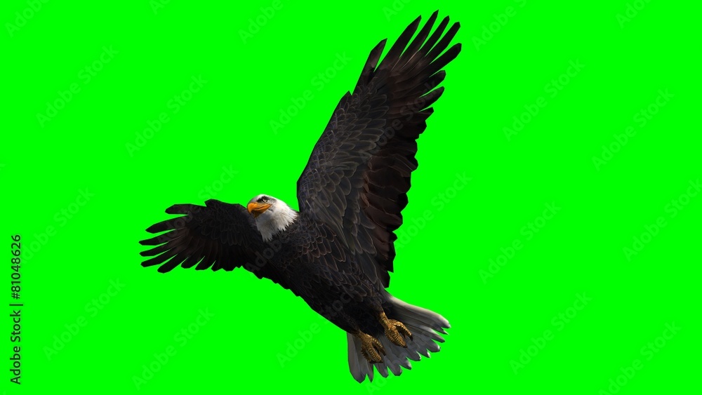 Obraz premium Bald Eagle in fly separated on green screen