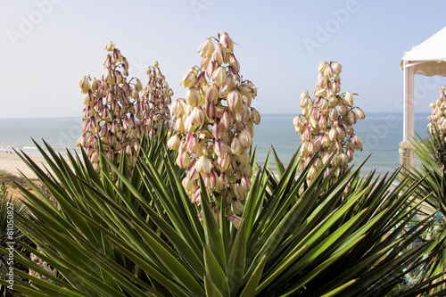 blooming yucca filamentosa coast of Spain photo