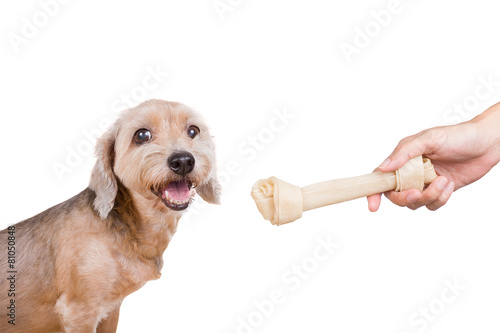 dog getting a dogbone ,isolated on white background photo