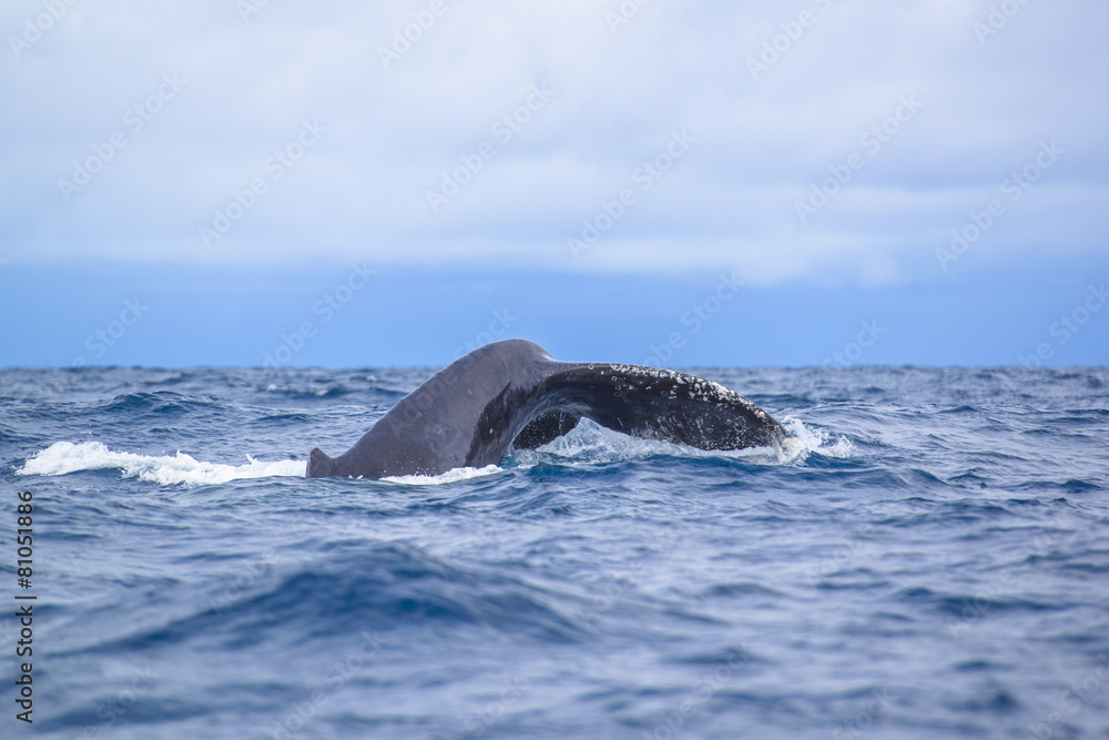 Fototapeta premium whale breaching out of the water splashing in Okinawa,Japan.
