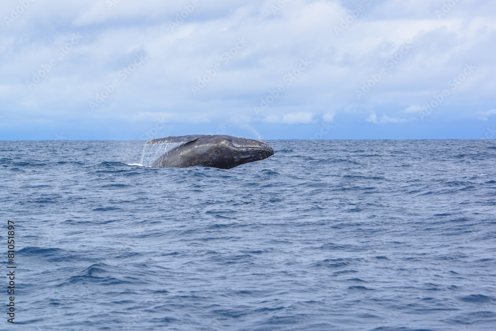 Fototapeta premium whale breaching out of the water splashing in Okinawa,Japan.