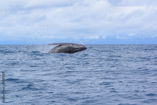whale breaching out of the water splashing in Okinawa,Japan. © sin_ok