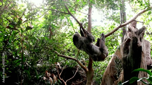 Three-toed Sloth on a tree