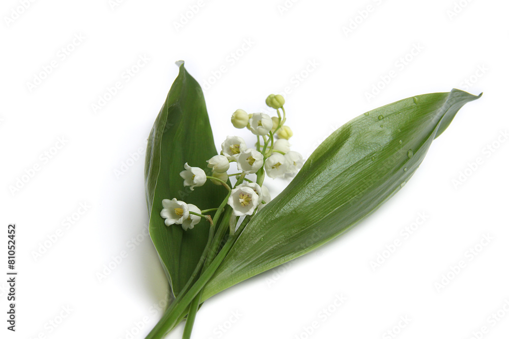 Obraz premium Muguet