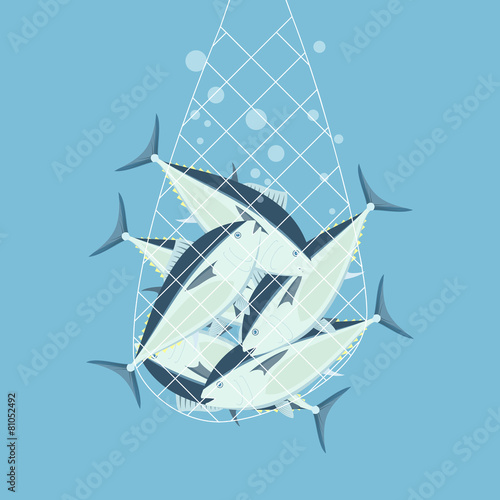 Fishing nets bluefin tuna