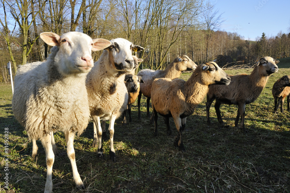 Obraz premium Auf dem Bauernhof