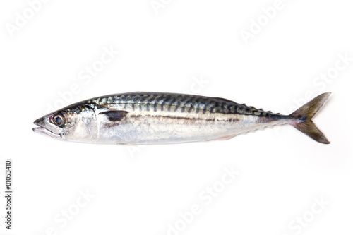 Whole Atlantic mackerel fish