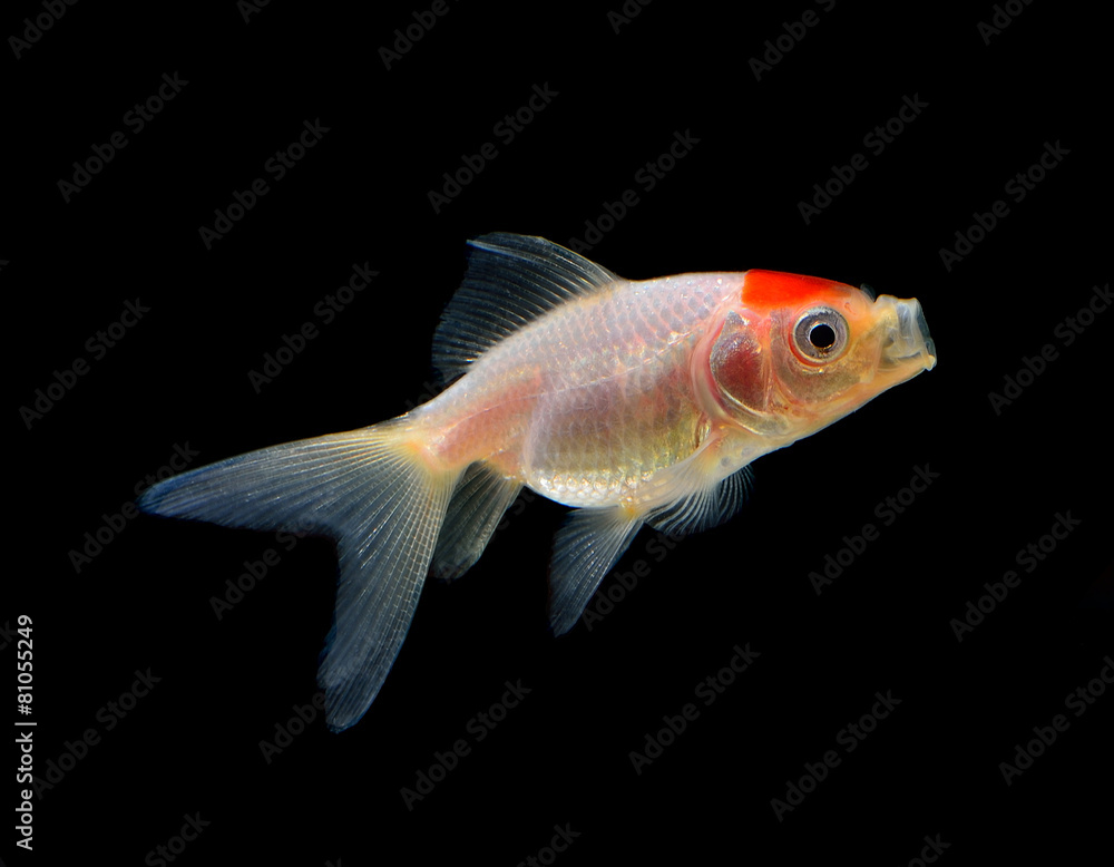 goldfish isolated on black