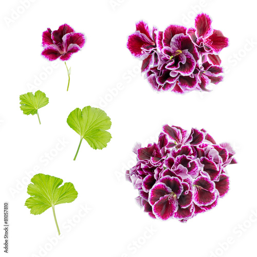 Fototapeta Naklejka Na Ścianę i Meble -  set of blooming velvet purple geranium flower is isolated on whi