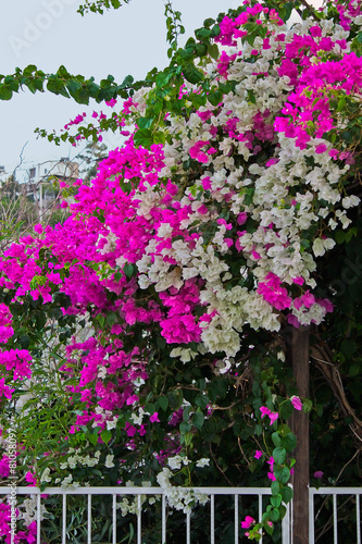 Wallpaper Mural flowering bush white and purple bougainvillea Torontodigital.ca