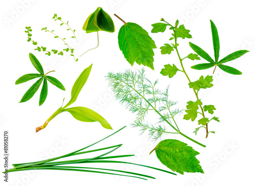 beautiful different exotic green leaves is isolated on white bac